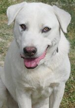 MAX, Hund, Mischlingshund in Griechenland - Bild 22
