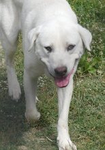 MAX, Hund, Mischlingshund in Griechenland - Bild 25