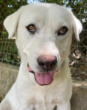 MAX, Hund, Mischlingshund in Griechenland - Bild 28