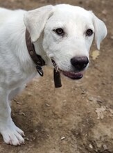 MAX, Hund, Mischlingshund in Griechenland - Bild 29