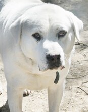 MAX, Hund, Mischlingshund in Griechenland - Bild 3