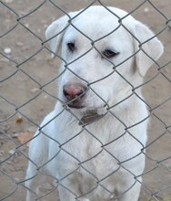 MAX, Hund, Mischlingshund in Griechenland - Bild 33