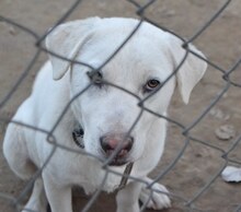 MAX, Hund, Mischlingshund in Griechenland - Bild 35