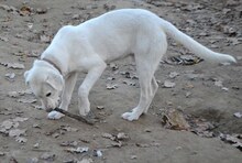 MAX, Hund, Mischlingshund in Griechenland - Bild 36