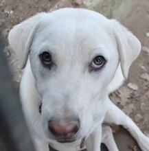 MAX, Hund, Mischlingshund in Griechenland - Bild 37