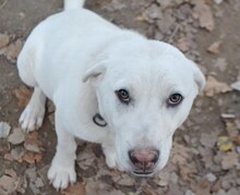 MAX, Hund, Mischlingshund in Griechenland - Bild 38