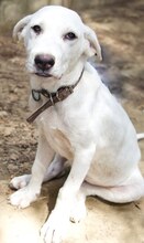 MAX, Hund, Mischlingshund in Griechenland - Bild 39