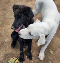 MAX, Hund, Mischlingshund in Griechenland - Bild 41