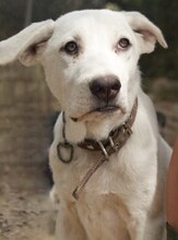MAX, Hund, Mischlingshund in Griechenland - Bild 42