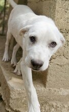MAX, Hund, Mischlingshund in Griechenland - Bild 43