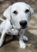 MAX, Hund, Mischlingshund in Griechenland - Bild 44