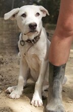 MAX, Hund, Mischlingshund in Griechenland - Bild 45