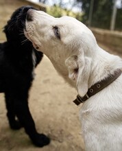 MAX, Hund, Mischlingshund in Griechenland - Bild 46