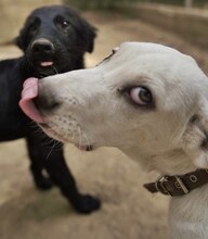 MAX, Hund, Mischlingshund in Griechenland - Bild 47