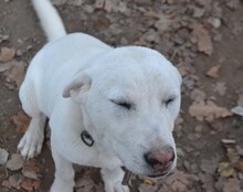 MAX, Hund, Mischlingshund in Griechenland - Bild 53