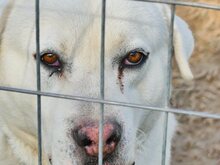 MAX, Hund, Mischlingshund in Griechenland - Bild 58