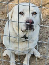 MAX, Hund, Mischlingshund in Griechenland - Bild 59