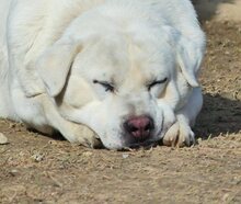 MAX, Hund, Mischlingshund in Griechenland - Bild 60