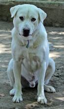 MAX, Hund, Mischlingshund in Griechenland - Bild 8