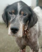 CYRIL, Hund, Mischlingshund in Griechenland - Bild 1