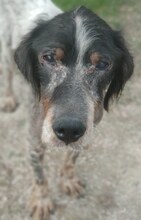 CYRIL, Hund, Mischlingshund in Griechenland - Bild 10