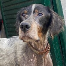 CYRIL, Hund, Mischlingshund in Griechenland - Bild 3