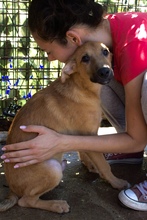 KUNZ, Hund, Mischlingshund in Kroatien - Bild 3