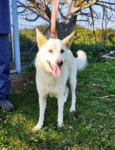 RONNIE, Hund, Mischlingshund in Griechenland - Bild 1