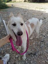 RONNIE, Hund, Mischlingshund in Griechenland - Bild 5
