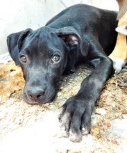 NOIR, Hund, Mischlingshund in Bulgarien - Bild 3