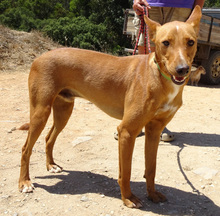 RAY, Hund, Podengo in Portugal - Bild 1