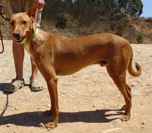 RAY, Hund, Podengo in Portugal - Bild 2