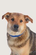 BOSS, Hund, Mischlingshund in Russische Föderation - Bild 1