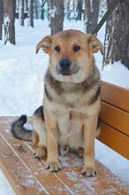 BOSS, Hund, Mischlingshund in Russische Föderation - Bild 2