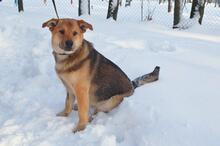 BOSS, Hund, Mischlingshund in Russische Föderation - Bild 5
