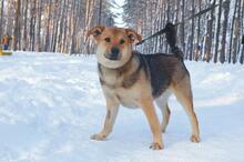 BOSS, Hund, Mischlingshund in Russische Föderation - Bild 6