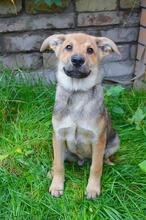 BOSS, Hund, Mischlingshund in Russische Föderation - Bild 9