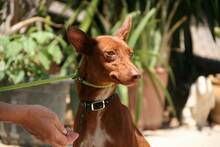 ZORA, Hund, Podenco Andaluz in Spanien - Bild 2