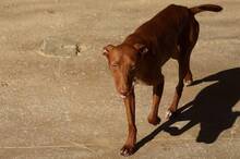 ZORA, Hund, Podenco Andaluz in Spanien - Bild 8