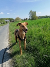 VELA, Hund, Greyhound-Mix in Eichenzell - Bild 2