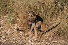 PANCHO, Hund, Terrier-Mix in Spanien - Bild 12