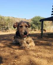 PANCHO, Hund, Terrier-Mix in Spanien - Bild 4