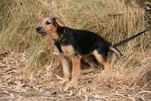 PANCHO, Hund, Terrier-Mix in Spanien - Bild 5