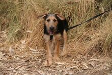 PANCHO, Hund, Terrier-Mix in Spanien - Bild 6
