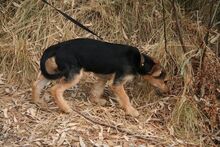 PANCHO, Hund, Terrier-Mix in Spanien - Bild 8
