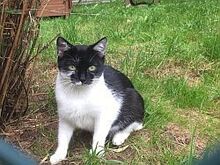 OREO, Katze, Hauskatze in Großröhrsdorf - Bild 1