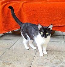 OREO, Katze, Hauskatze in Großröhrsdorf - Bild 2