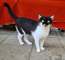 OREO, Katze, Hauskatze in Großröhrsdorf - Bild 3