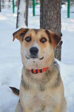 BON, Hund, Mischlingshund in Russische Föderation - Bild 1