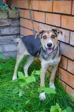 BON, Hund, Mischlingshund in Russische Föderation - Bild 10